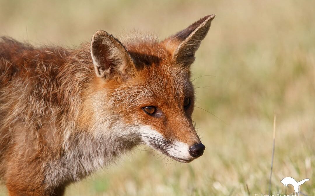 Renard
