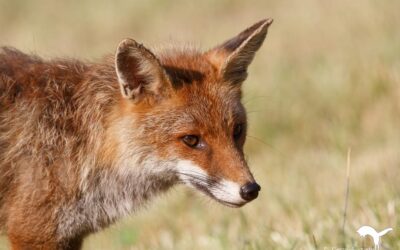 Renard