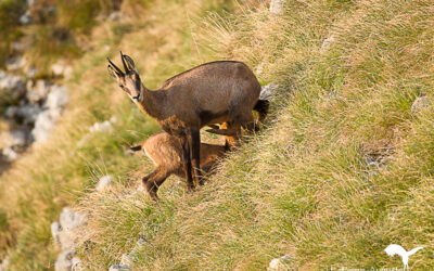 Chamois