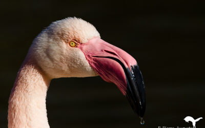 Flamand rose