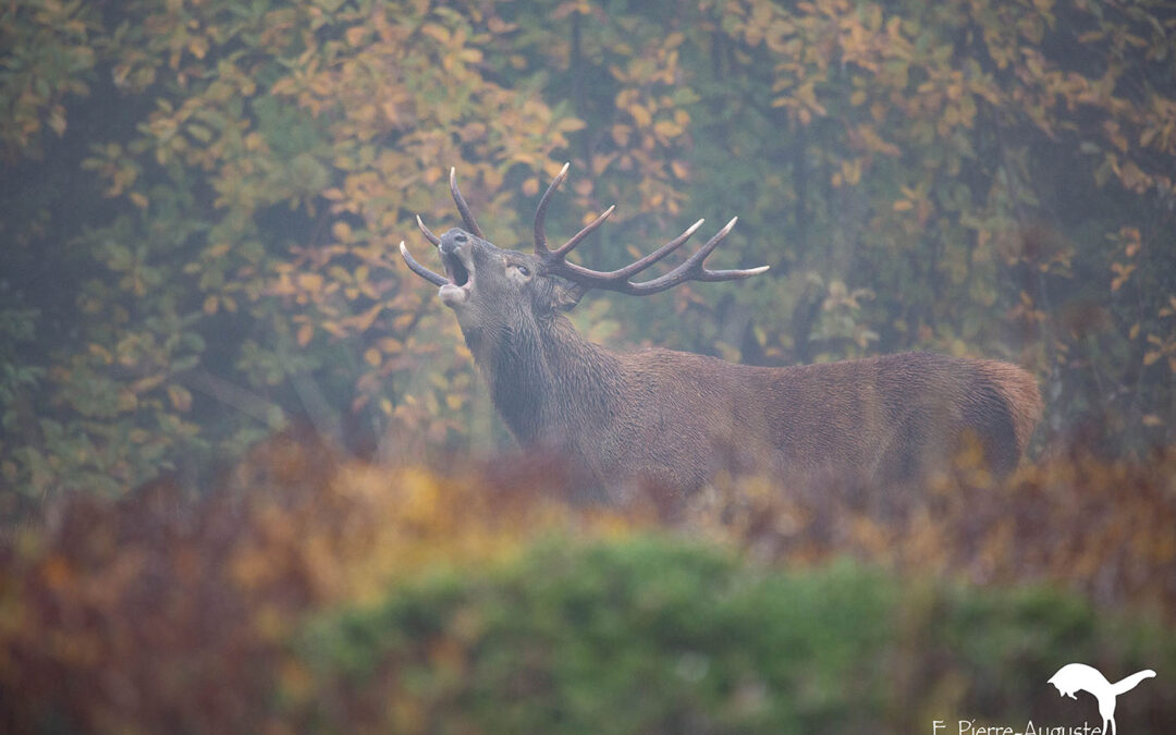Cerf
