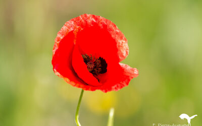 Coquelicot