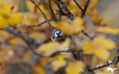 Mésanges bleues et roitelets huppés