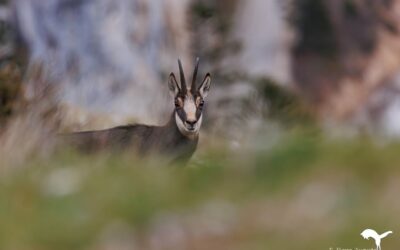 Le rut du chamois