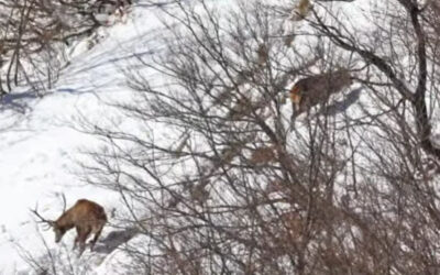 Deux beaux cerfs dans la neige
