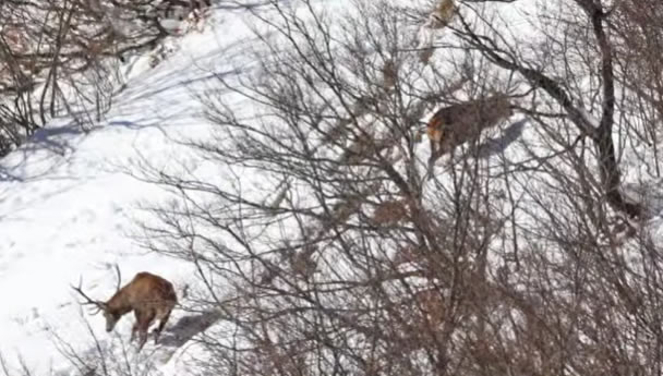 Deux beaux cerfs dans la neige