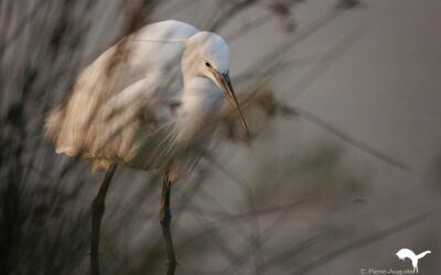 Test du 200-800 de chez Canon
